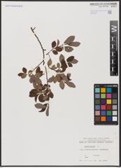 Foto von Salix aurita L.